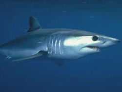 Photo of Mako Shark